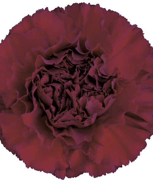 CLAVEL ZURIGO